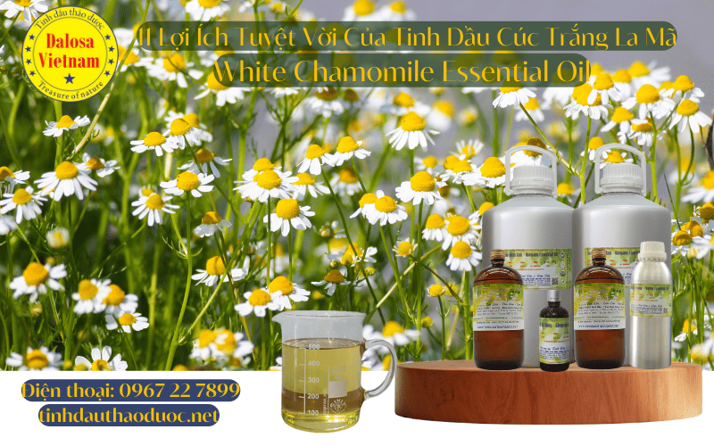 11-loi-ich-tuyt-voi-cua-tinh-dau-cuc-trang-la-ma-white-chamomile-essential-oil