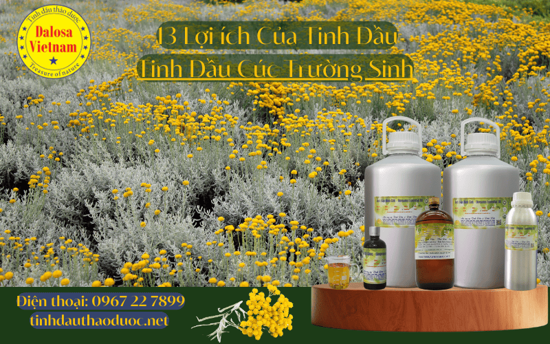 13-loi-ich-cho-suc-khoe-cua-tinh-dau-cuc-truong-sinh-helichrysum-essential-oil