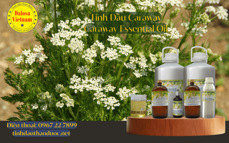 15-loi-ich-cua-tinh-dau-caraway-caraway-essential-oil