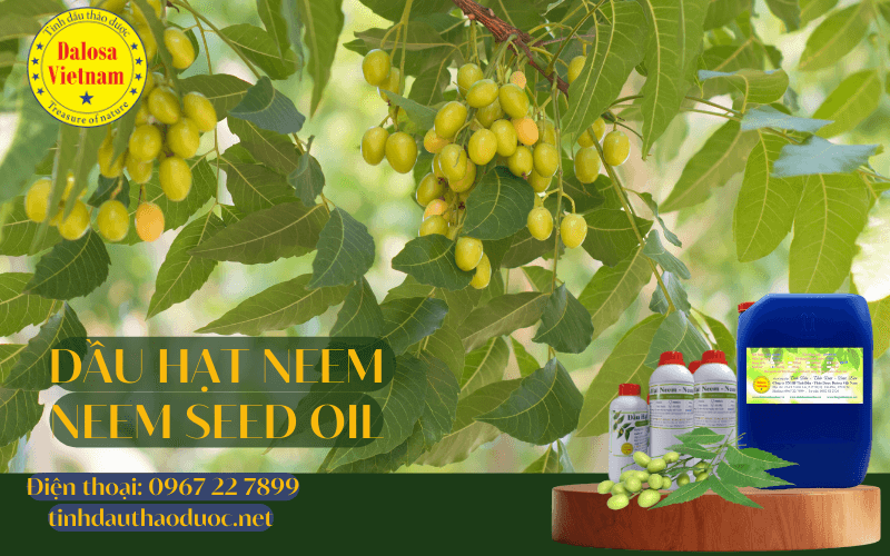 dau-hat-neem-neem-oil-dalosa-1