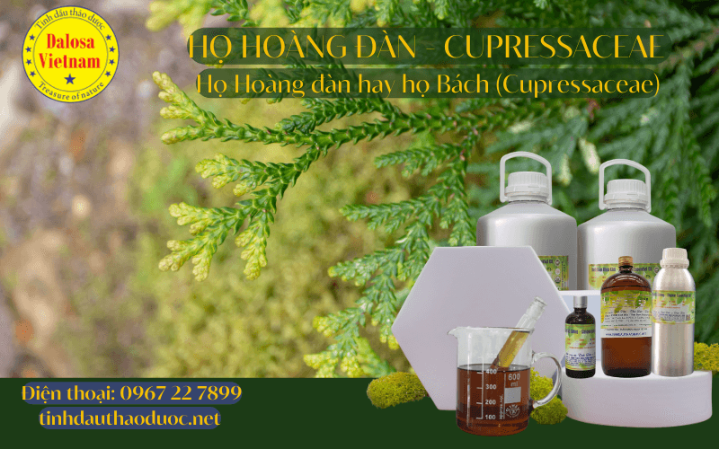 ho-hoang-dan-tinh-dau-hoang-dan-cedarwood-oil