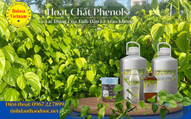 hoat-chat-phenols-va-tac-dung-cua-tinh-dau-la-trau-khong