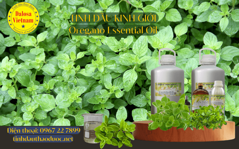 tinh-dau-kinh-gioi-oregano-essential-oil