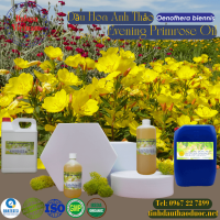 dau-hoa-anh-thao-evening-primrose-1-lit - ảnh nhỏ  1