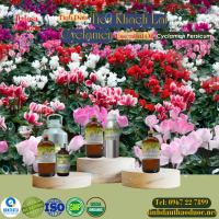 tinh-dau-tien-khach-lai-cyclamen-essential-oil-1-lit - ảnh nhỏ  1