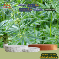 tinh-dau-gai-dau-cannabis-essential-oil - ảnh nhỏ  1